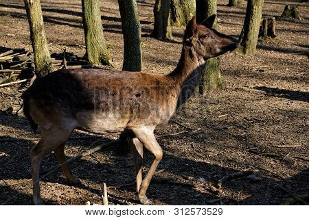 Female Fellow Deer In The Forest Looking Interested