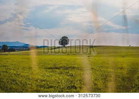 Idyllic Landscape Scenery In Summer: Tree And Green Meadow, Blue Sky