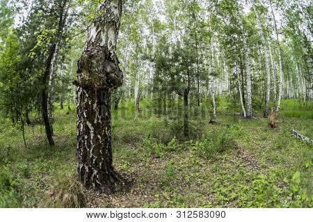 Mushroom With The Latin Name Inonotus Obliquus Grew On Birch In The Forest