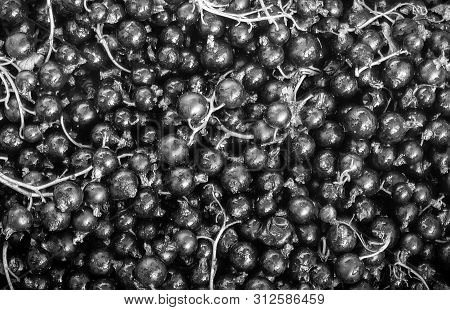 Summer Harvest Of Ripe Berries On A Rural Farm In Ukraine, Kiev Region. Black And White Photo, High 