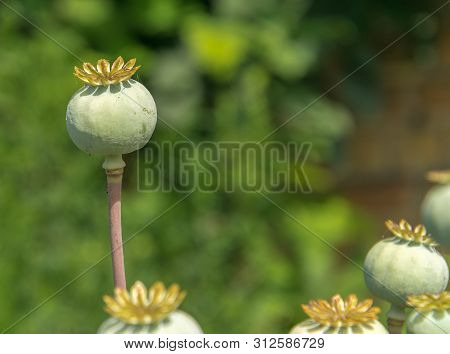 Green Unripe Poppy Head On The Field. Imature Poppy Plant Close-up.