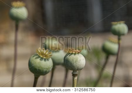 Green Unripe Poppy Head On The Field. Imature Poppy Plant Close-up.