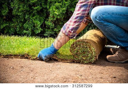 Man laying grass turf rolls for new garden lawn