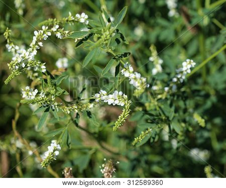 Melilotus Albus, Also Known As Honey Clover, Bokhara Clover (australia), Sweet Clover, Or White Meli