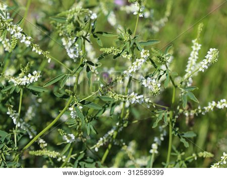 Melilotus Albus, Also Known As Honey Clover, Bokhara Clover (australia), Sweet Clover, Or White Meli