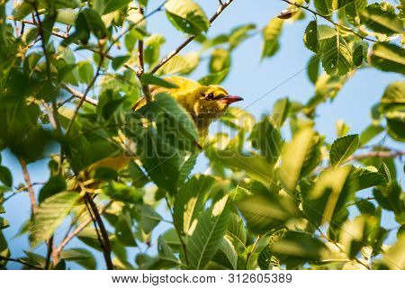 Young Eurasian Golden Oriole Or Oriolus Oriolus On Tree Branch