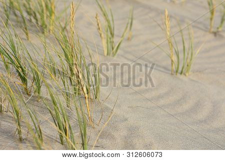 Ripples And Green Grass On Soft Beach Sand, Mossel Bay, South Africa