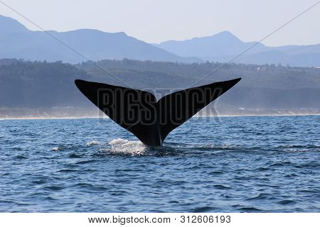 Whale Tail Of A Southern Right Whale In Plettenberg Bay