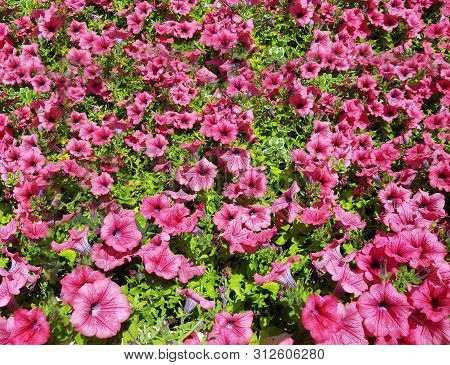 Floral Background Of Climbing Plant With Pink Flowers Like A Carpet