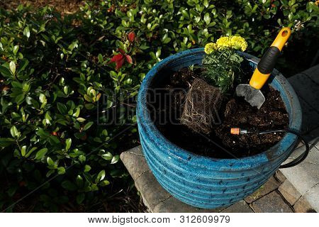 Marigold Flower Planting In A Big Blue Pot With Grenery In The Background.