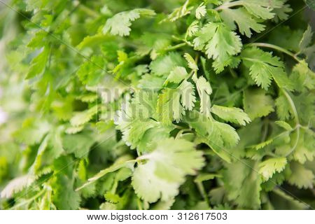 Fresh raw green cilantro. Farm seasonal spanish verdure, fruits and vegetables. Potherb. Green meat