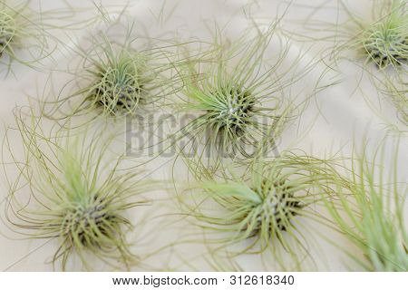 Tillandsia Air Plants On A White Background