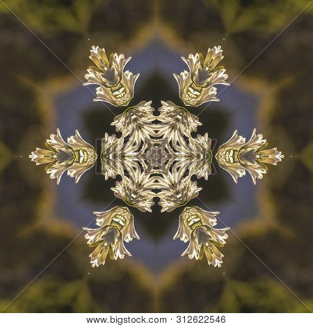 Abstract Star Shape With Circular Snowflake Style Look Made From White Flowers Captured In Calfiorni