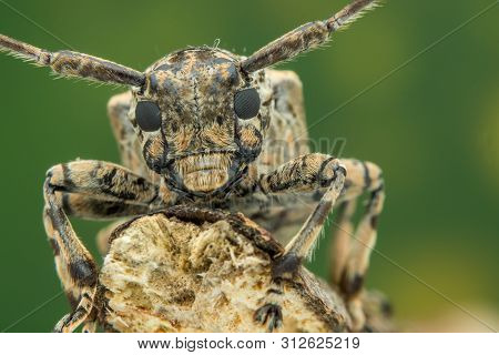 Macro Photography-beautiful Batocera Rubus Rubus Close-up Shooting
