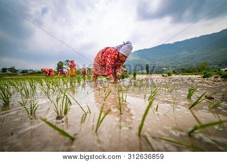 Kathmandu, Nepal - June 30 2019: Nepali Farmers Ploughing Field During National Paddy Day In Nepal