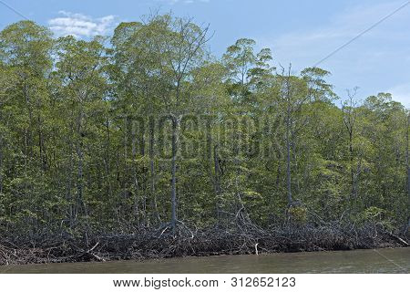 Mangrove Forest On The Shores Of The Bahia De Los Muertos At The Mouth Of The Rio Platanal Panama