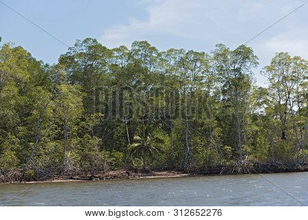 Mangrove Forest On The Shores Of The Bahia De Los Muertos At The Mouth Of The Rio Platanal Panama