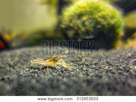 Macro Shot Of A Small Freshwater Crayfish In Aquatic Ambiance