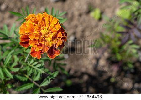 Natural Background. Image Of Orange Merigold In The Garden