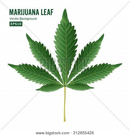 Cannabis Leaf . Green Cannabis Cannabis Sativa Or Cannabis Indica Leaf Isolated On White Background.