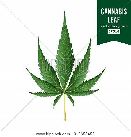 Cannabis . Medical Green Plant Illustration Isolated On White Background. Cannabis Graphic Design El