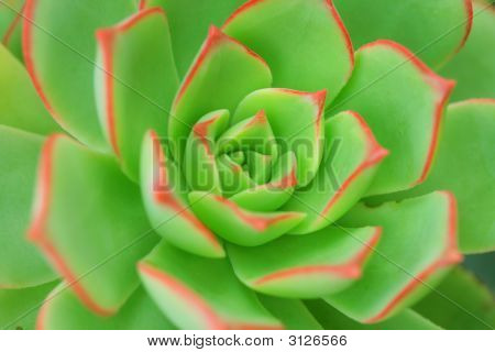 Grøn Aeonium baggrund