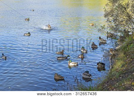 Ducks In The Water Near The Shore Of The Pond. Sunny Day In October. Landscape Reserve Teply Stan, M