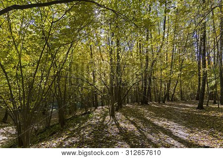 Sunlight Spots On The Footpath In The Landscape Reserve Teply Stan. Sunny Day In October. Moscow, Ru