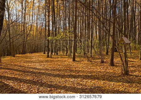 Footpath In The Landscape Reserve Teply Stan, Covered With Fallen Yellow Leaves. Sunny Day In Octobe