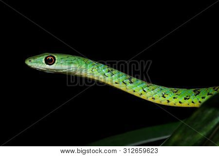 Portrait of a spotted bush snake (Philothamnus semivariegatus), South Africa