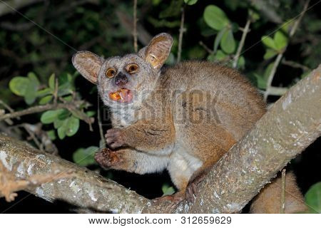 Nocturnal greater galago or bushbaby (Otolemur crassicaudatus) eating tree gum, South Africa