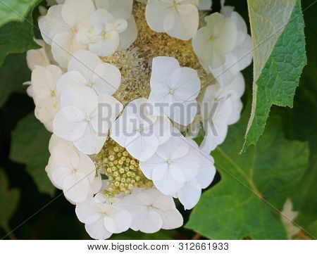 Delicate And Beautiful White Hydrangea Quercifolia Flowers Close Up. Also Known As Oakleaf Hydrangea