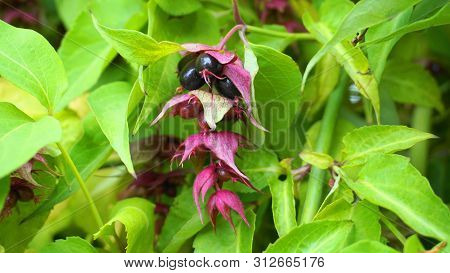 Himalayan Honeysuckle  Purple-black Berries And  Green Leaves. Other Names Leycesteria Formosa, Flow