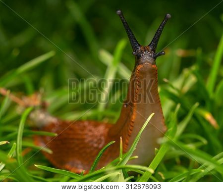 Arion Vulgaris Slug Snail Animal Macro Wildlife