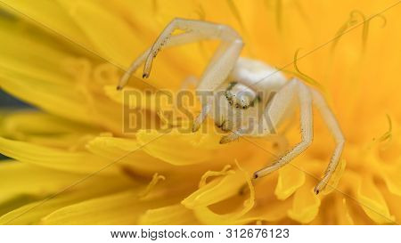 Marpissa Muscosa Jumping Spider Salticidae Juvenile Wildlife