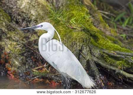 Fishing Aigrette Bird In Danube Delta, Unesco Heritage