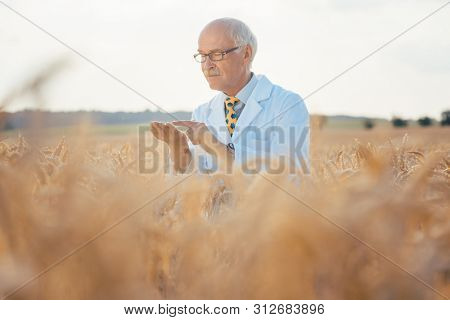 Scientist testing new breed of GMO grain sitting in a test field