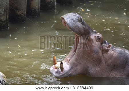 Cute Hippopotamus Opening Mouth In Nature Outdoor