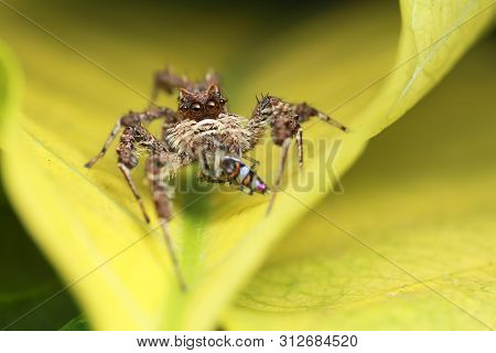 Jumping Spider And Prey On Yellow Leaf In Nature