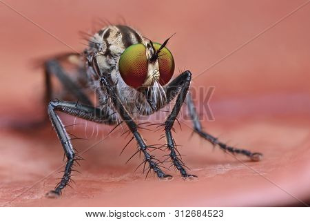 Robber Fly On Orange Leaf In Nature
