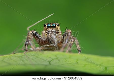 Jumping Spider And Prey On Green Leaf In Nature