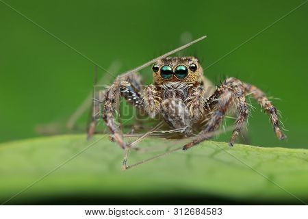 Jumping Spider And Prey On Green Leaf In Nature