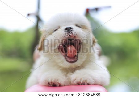 Cute Puppy Yawning With Green Nature Background
