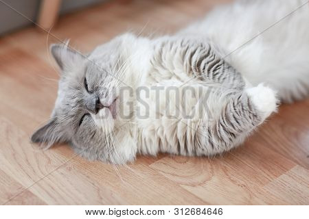 White And Grey Sleepy Cute Persian Lying On Floor