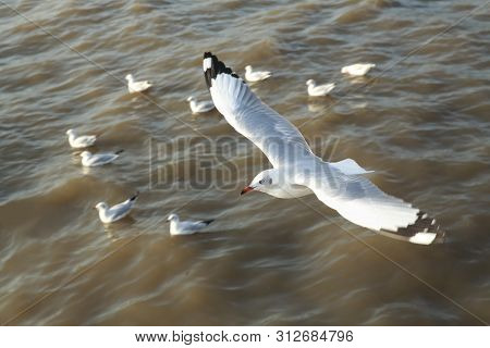 Top View Flying Seagulls In Ocean
