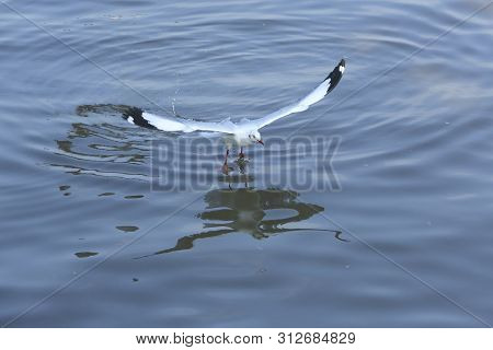 Top View Flying Seagulls In Ocean