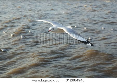 Top View Flying Seagulls In Ocean