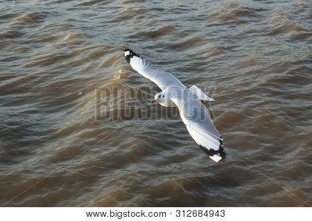 Top View Flying Seagulls In Ocean