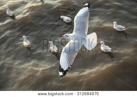 Top View Flying Seagulls In Ocean
