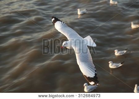 Top View Flying Seagulls In Ocean